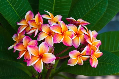 Discover The Beauty Of Hawaiian Flowers