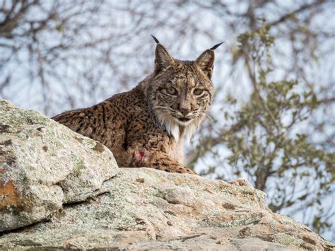 Iberische Lynxen Reis Fotoreis In Andalusi