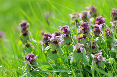 Broadleaf weeds emerge from seed with two leaves. What Is Purple Deadnettle - Learn About Deadnettle Weed ...