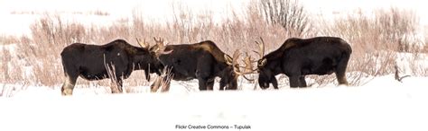 Winter Species Moose Hamilton College