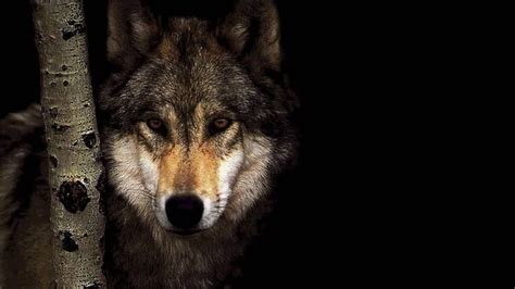 Live Wolf Wallpapers 50 Images