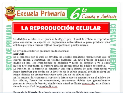 Reproducción Celular Para Sexto De Primaria Escuela Primaria
