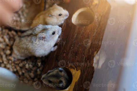 Robo Dwarf Hamster Eating Chewing Food From Bowl In Cage Stock Photo At Vecteezy