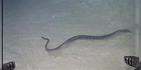 Sea Snakes Dive Much Deeper Than Initially Thought Sea Snakes Which