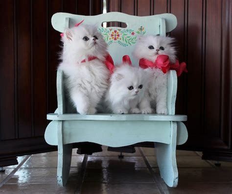 29 Top Photos Teacup Kittens For Sale Pre Loved Persian Kittens For