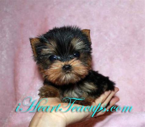 Micro Teacup Yorkie Puppy Sprinkles Iheartteacups