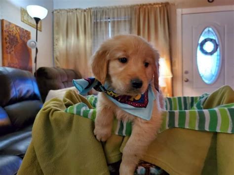 What to expect with a golden retriever puppy. Golden Retriever Puppies