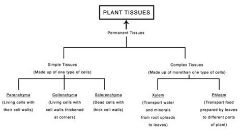 Types Of Plant Tissues And Their Functions