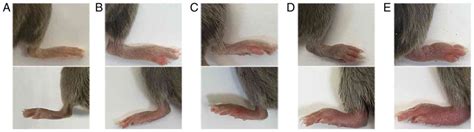 Applicability And Implementation Of The Collagen‑induced Arthritis