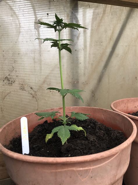 Growth Grow Question By Firsttimegrower86 Growdiaries