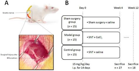 Administration Of Cocl2 Improves Functional Recovery In A Rat Model Of Sciatic Nerve Transection