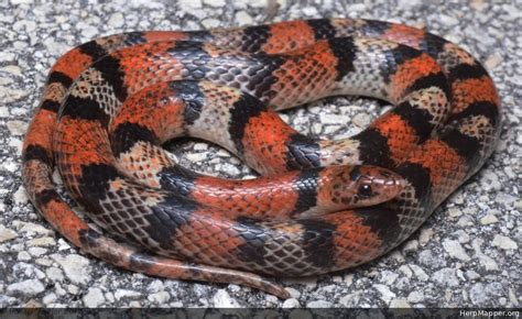 Florida Scarlet Snake Cemophora Coccinea Coccinea Hm 195153