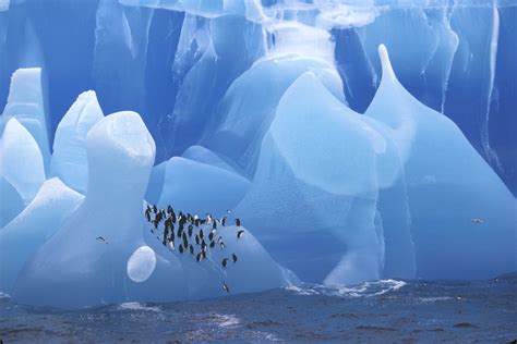 Penguins In Antarctica Blue Ice