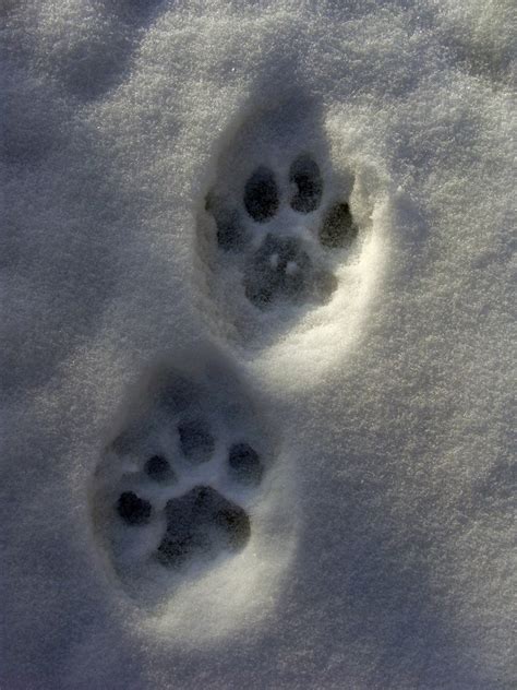 To catch a cougar a bowhunters search for a colorado. mountain lion tracks | My Montana | Pinterest