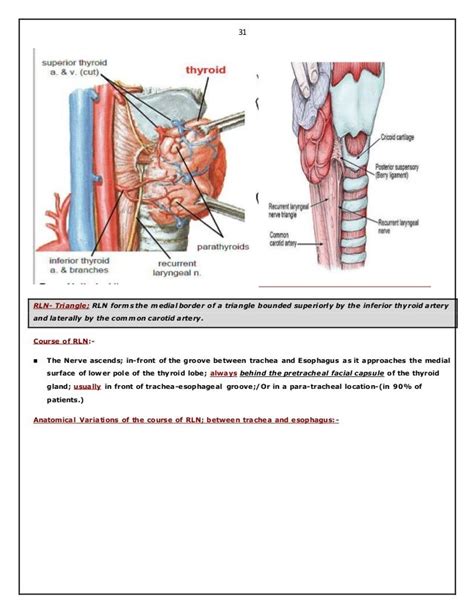 Surgical Anatomy Of Thyroid And Para Thyroid Glands Hazem El Folldocx