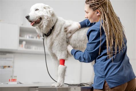 Veterinarian Checking Up Sick Dog With Stethoscope In Vet Clinic Stock