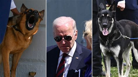 Bidens Dogs Revealed To Have Bitten White House Staff Causing
