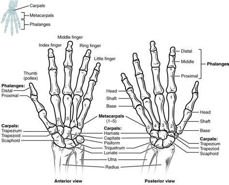 Upper Limb Anatomy Hand Bone Anatomy Bones