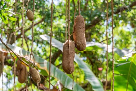 Sausage Tree Kigelia Africana Fruit Closeup Florida Usa Stock Image