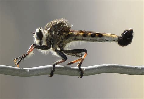 Robber Fly Whats That Bug