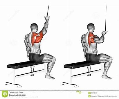 Lat Pulldown Muscles Handed Exercises Target Pull