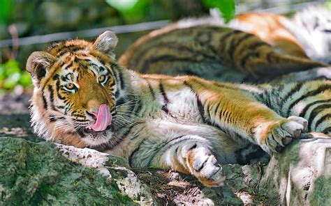 Tigre de Amur depredador piedra descanso tigre marrón y negro Amur