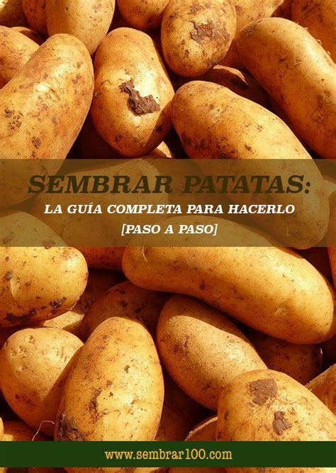 Sembrar Patatas La Guía Completa Para Seguir Paso A Paso Cultivo De