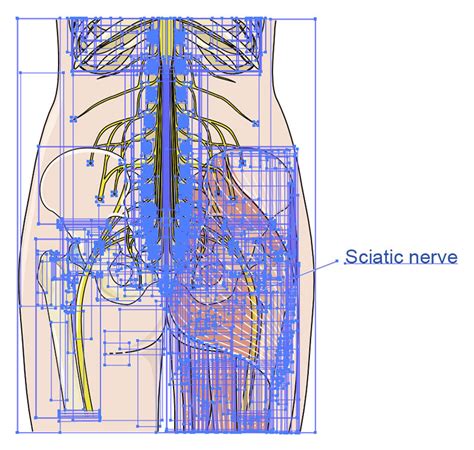 Sciatic Nerve Vector Scientific Illustration