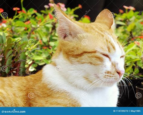 Brown Orange Tabby Cat Lying On The Floor Stock Image Image Of Home