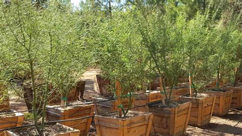 At branching out tree services we are happy to serve the public with all of their tree maintenance needs, at a competitive cost. Branching Out Tree Service in Tucson AZ | Your #1 Tree ...