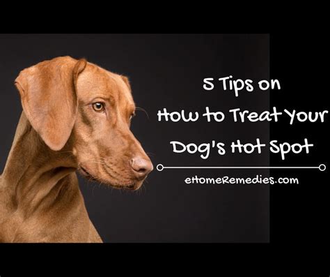 5 Tips On How To Treat Your Dogs Hot Spot Your Dog Dogs Hot Spot