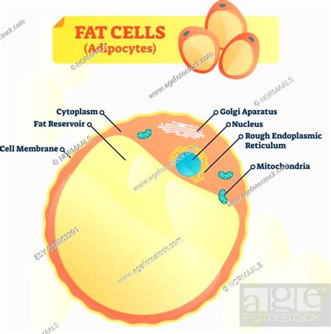 Fat Cell Structure Vector Illustration Labeled Anatomical Adipocytes