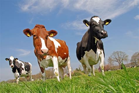 Animal Welfare A Key Factor In Sustainable Agriculture