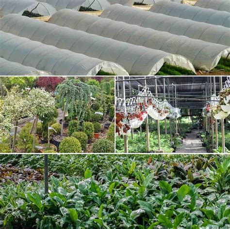 Free for commercial use no attribution required high quality images. Polyhouse Plant Nursery Setup and Management | Gardening Tips