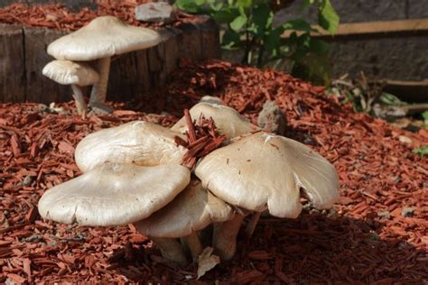 14 Best Ways To Combat Mushrooms Growing In Mulch