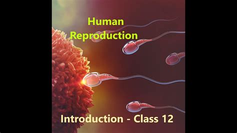 Human Reproduction Male Reproductive System Class 12 Cbse Neet