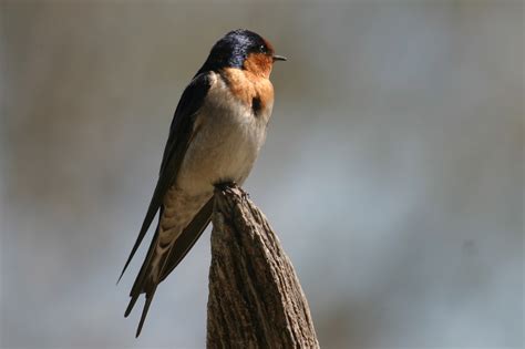 Welcome Swallow Birds In Backyards