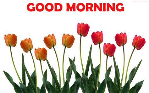 Good Morning Tulips Full Hd 1920x1200 Wallpaper