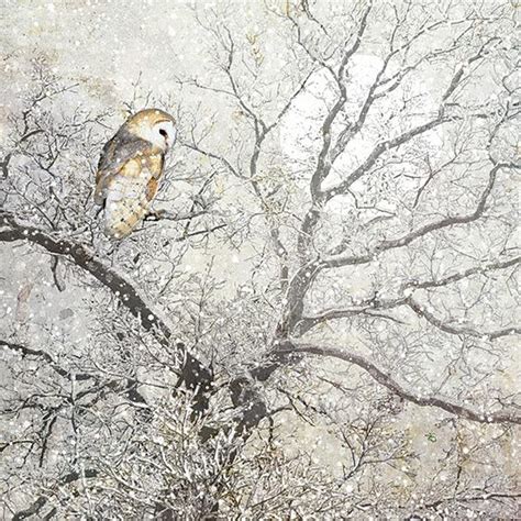 Barn Owl Christmas Card Design By Jane Crowther For Bug Art Greeting