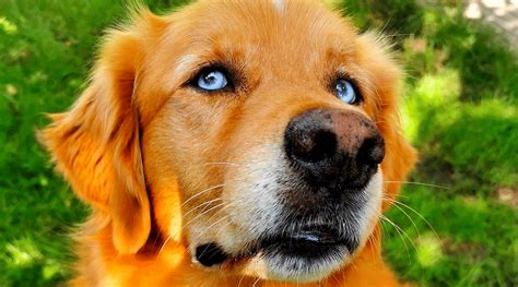 Can Golden Retrievers Have Blue Eyes The Truth Behind