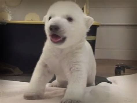 ¡adorable Oso Polar Da Sus Primeros Pasos En ZoolÓgico De Toronto