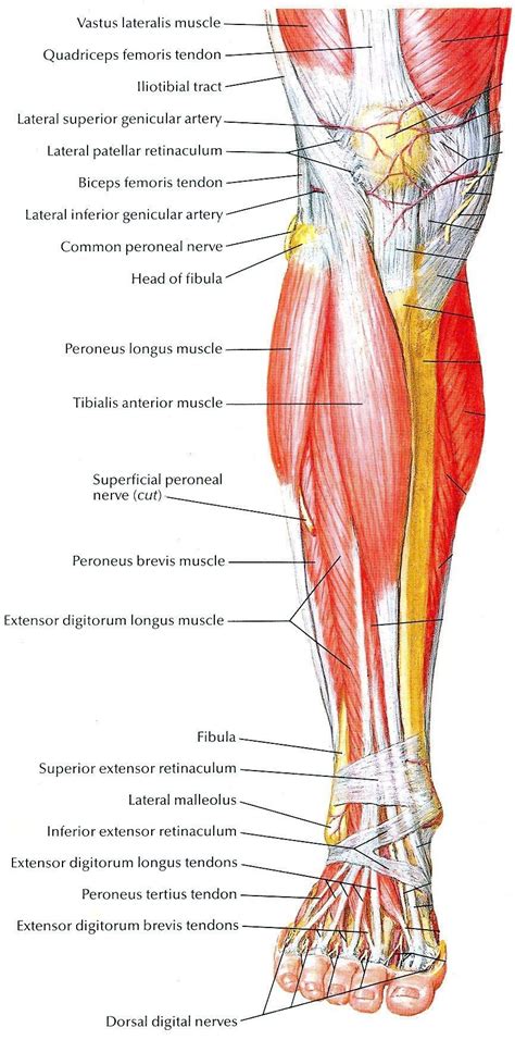 Pin By Golden Foto On Anatomia Muscle Anatomy Anatomy Leg Anatomy
