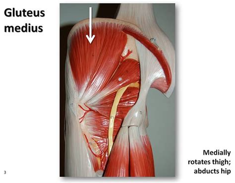 It has a resolution of 500x605 pixels. Gluteus medius - Muscles of the Lower Extremity Anatomy Visual Atlas, page 3 | Flickr - Photo ...