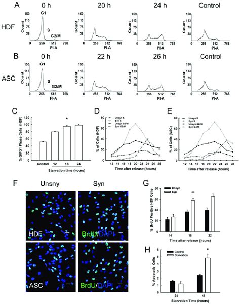 Serum Starvation Induced Cell Cycle Synchronization A And B