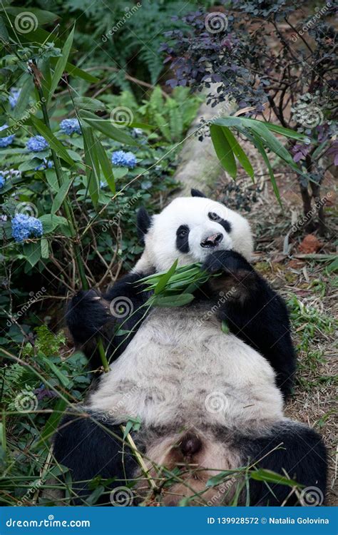 Portrait Of Giant Panda Ailuropoda Melanoleuca Or Panda Bear Close