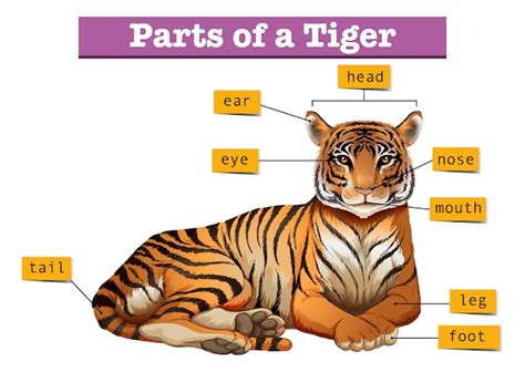 Transhu Bengal Tiger Food Web Diagram