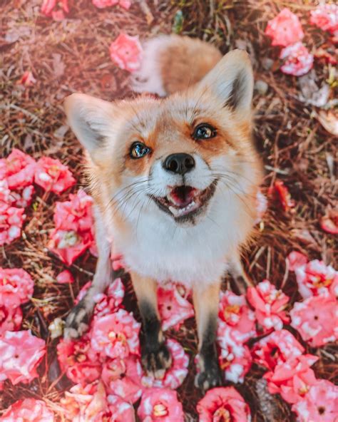 Top 9 Cutest Baby Foxes In The World Endless Awesome