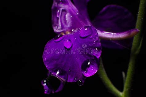 Beautiful Violet Flower With Water Drops Stock Photo Image Of T