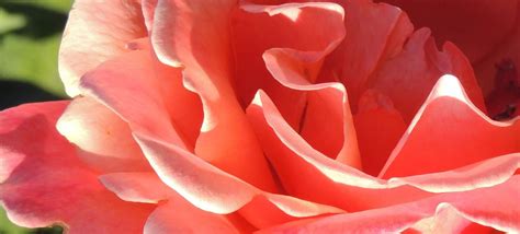A Macro Close Up Of A Salmon Colored Rose And Its Petals Taken By Me
