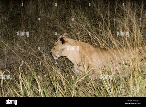 Lioness Prowling Through Tall Grass At Night Seen During A Night